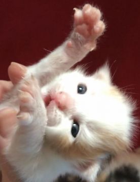 メインクーン【岐阜県・女の子・2020年8月8日・ブラウンパッチドタビー&ホワイトバン】の写真「大型猫‼️キューティーハニー❣️❣️❣️」