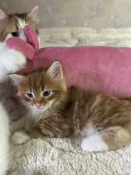 メインクーン【岐阜県・男の子・2018年5月16日・レッドタビー&ホワイト】の写真「大型猫！秘蔵っ子は生後43日で１ｋ越の男前！！！」
