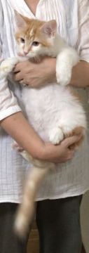メインクーン【岐阜県・男の子・2019年4月5日・レッドタビー&ホワイト】の写真「大型種‼️大きく成長中‼️会いに来てね‼️」