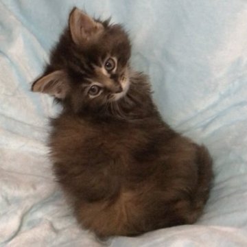 メインクーン【岐阜県・女の子・2023年4月7日・ブラウンパッチドタビー】の写真「大型猫❣️この毛色も素敵〜❣️」