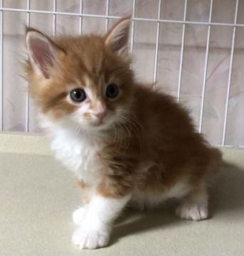 メインクーン【岐阜県・男の子・2021年5月10日・レッドタビーアンドホワイト】の写真「大型猫❣️きゃわいい僕です❣️」