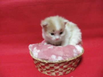 メインクーン【岐阜県・女の子・2017年1月28日・レッド&ホワイト】の写真「大型猫、癒しの美猫赤ちゃん！ぶっとびー成長中！！」