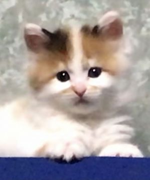 メインクーン【岐阜県・女の子・2021年3月30日・キャリコ】の写真「大型猫❣️マスク柄のザ・キャリコ❣️」