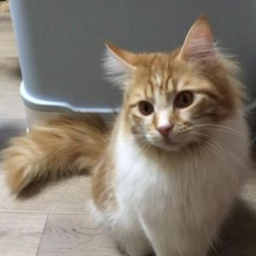 メインクーン【岐阜県・男の子・2022年5月21日・レッドタビーアンドホワイト】の写真「大型猫❣️抱っこして〜の甘えん坊❤️」