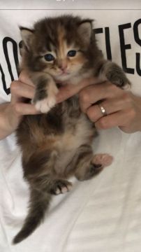 メインクーン【岐阜県・女の子・2021年6月10日・ブラウンパッチドタビーアンドホワイト】の写真「大型猫❣️可愛い三毛猫姫💕」