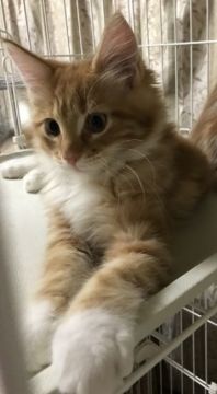 メインクーン【岐阜県・男の子・2018年9月5日・レッドタビー&ホワイト】の写真「大型猫！！！人気定番毛色！イケニャンボーイ！」