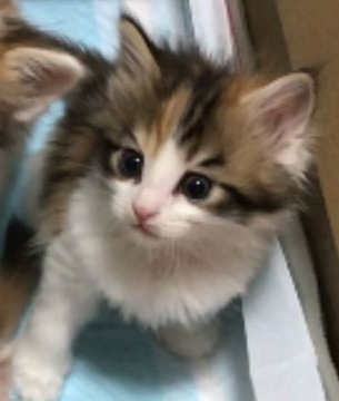 メインクーン【岐阜県・女の子・2019年12月16日・キャリコ】の写真「大型猫‼️艶やか‼️美猫姉妹キャリ五‼️」