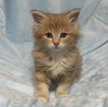 メインクーン【岐阜県・女の子・2023年4月7日・レッドタビーアンドホワイト】の写真「大型猫❣️モコモコさんで動くぬいぐるみ〜❤️」