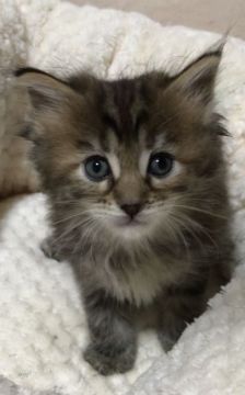 メインクーン【岐阜県・女の子・2019年9月26日・ブラウンパッチドタビー】の写真「大型猫‼️人気毛色のブラウン系‼️可愛い姫💕」