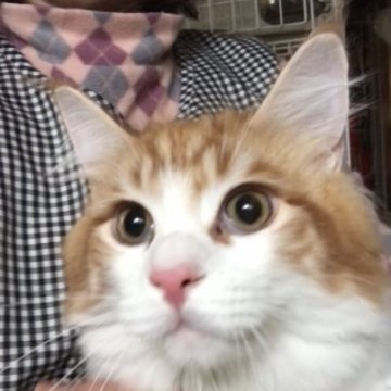 メインクーン【岐阜県・男の子・2022年6月28日・レッドタビーアンドホワイト】の写真「大型猫❣️去勢手術代込み❣️」