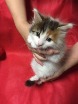 メインクーン【岐阜県・女の子・2017年5月12日・キャリコ】の写真「大型猫！可愛いキャリコ(三毛）大きく成長中！！！」