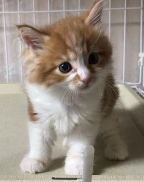 メインクーン【岐阜県・女の子・2021年5月10日・レッドタビーアンドホワイト】の写真「大型猫❣️可愛い❤️」