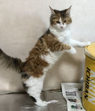 メインクーン【岐阜県・女の子・2018年10月21日・キャリコ】の写真「大型猫！むっちりボディ可愛い三毛猫ちゃん！！！」