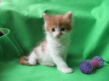 メインクーン【岐阜県・男の子・2017年5月12日・レッドタビー&ホワイト】の写真「大型猫メインクーン！！！ほっぺにハート柄♪」