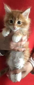 メインクーン【岐阜県・女の子・2018年4月11日・レッドタビー&ホワイト】の写真「大型猫！兄弟姉妹はカラフルラッキー７！可愛い人気姫」