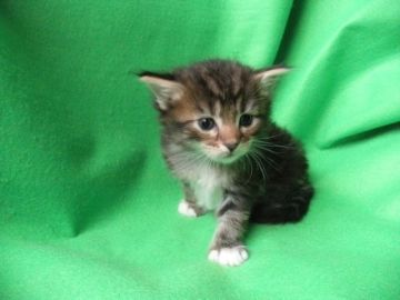 メインクーン【岐阜県・男の子・2017年5月12日・ブラウンタビー&ホワイト】の写真「大型猫メインクーンのイケニャン♪」