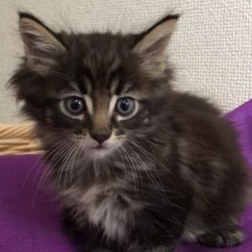 メインクーン【岐阜県・男の子・2022年9月5日・ブラウンタビー】の写真「大型猫❣️イケニャン君❤️」