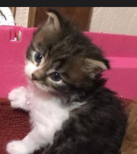 メインクーン【岐阜県・男の子・2019年9月26日・ブラウンタビー&ホワイト】の写真「大型猫‼️久しぶりのブラウン系‼️」