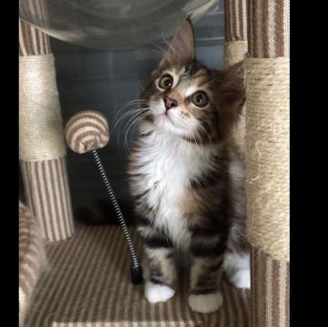 メインクーン【岐阜県・女の子・2022年7月2日・ブラウンパッチドタビーアンドホワイト】の写真「大型猫❣️人気柄❣️手袋，フリル、ソックス完璧❣️」