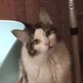 メインクーン【岐阜県・男の子・2022年7月2日・ブラウンタビーアンドホワイト】の写真1「大きく成長中〜」