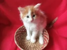 メインクーン【岐阜県・女の子・2017年5月12日・レッド&ホワイト】の写真2「6/22撮影 籠が小さすぎ~!」