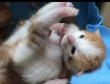 メインクーン【岐阜県・男の子・2020年8月8日・レッドタビー&ホワイト】の写真2