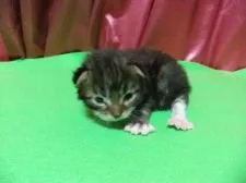 メインクーン【岐阜県・男の子・2016年10月6日・ブラウンタビー&ホワイト】の写真2「１０月２２日(生後１６日目）まだまだ赤ちゃんです。が、手がでかい！！！」