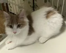 メインクーン【岐阜県・女の子・2018年7月7日・クリーム&ホワイト】の写真2「ホント美猫ちゃんに成長してます〜」