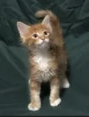 メインクーン【岐阜県・男の子・2019年7月15日・レッドタビー&ホワイト】の写真3「甘えん坊さんです！」