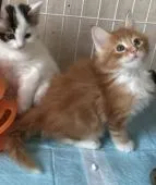 メインクーン【岐阜県・男の子・2019年11月20日・レッドタビー&ホワイト】の写真3「胸のフリルも益々立派で将来楽しみ‼️」