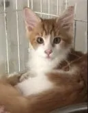 メインクーン【岐阜県・女の子・2022年6月28日・レッドタビーアンドホワイト】の写真3