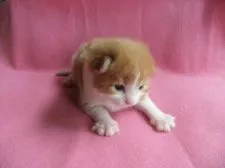 メインクーン【岐阜県・女の子・2016年6月5日・】の写真4「６月１９日　どのポーズもかわいいです～。」