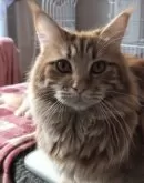 メインクーン【岐阜県・女の子・2023年4月7日・レッドタビー】の写真5「めちゃ、性格良いですよ〜❤️❤️」