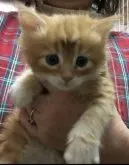 メインクーン【岐阜県・女の子・2023年2月25日・レッドタビーアンドホワイト】の写真5