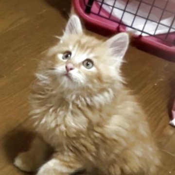 メインクーン【岐阜県・男の子・2025年3月21日・レッドタビー】の写真「大型猫❣️大きな手で将来が楽しみ〜」