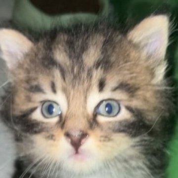 メインクーン【岐阜県・男の子・2025年3月21日・ブラウンタビーアンドホワイト】の写真「大型猫❣️定番人気毛色❣️」