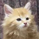 メインクーン