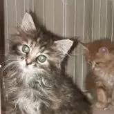 メインクーン【岐阜県・女の子・2025年5月3日・ブラウンパッチドタビー】の写真3