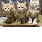 メインクーン【岐阜県・男の子・2025年4月15日・レッド・ルディ系】の写真6