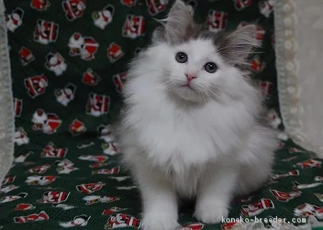 ID:2011-00648の子猫