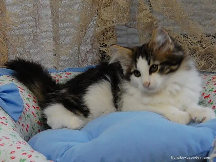 岩ちゃん 様のお迎えした子猫