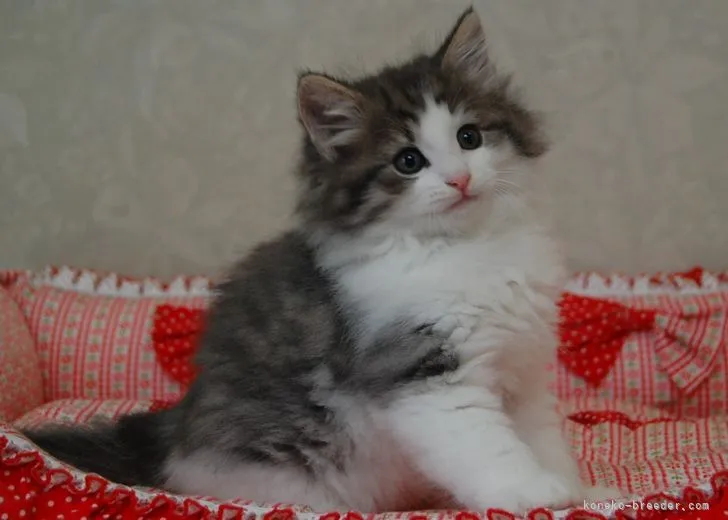 ID:2106-01714の子猫