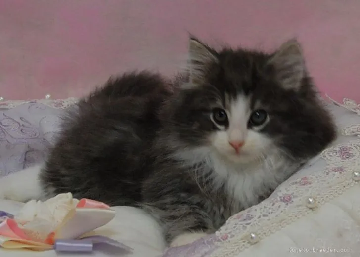 ID：2106-01712の子猫