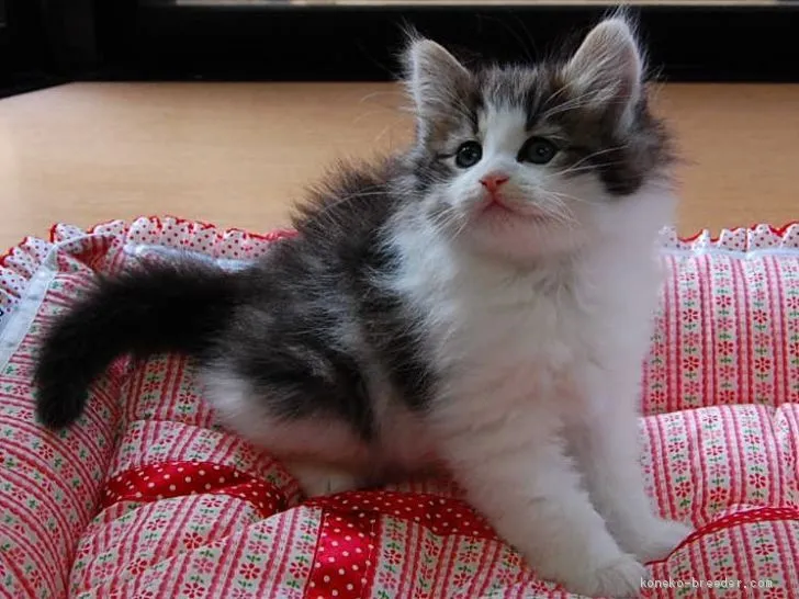 ID：1904-02034の子猫