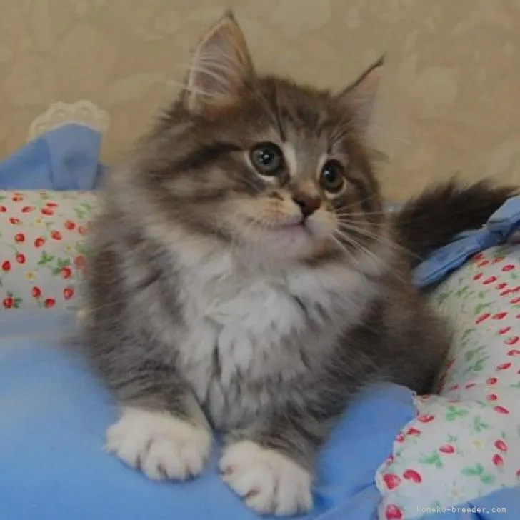 ID:2210-02309の子猫