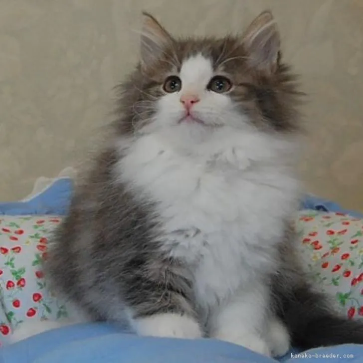 ID:2210-02321の子猫