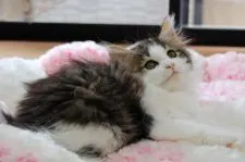 ノルウェージャンフォレストキャット【千葉県・女の子・2019年3月24日・】の写真3