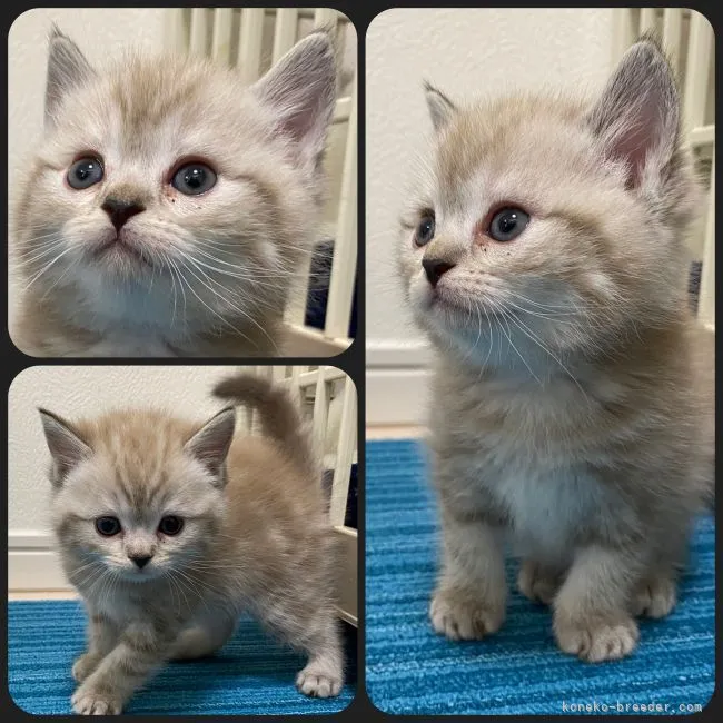 ID：2201-00889の子猫