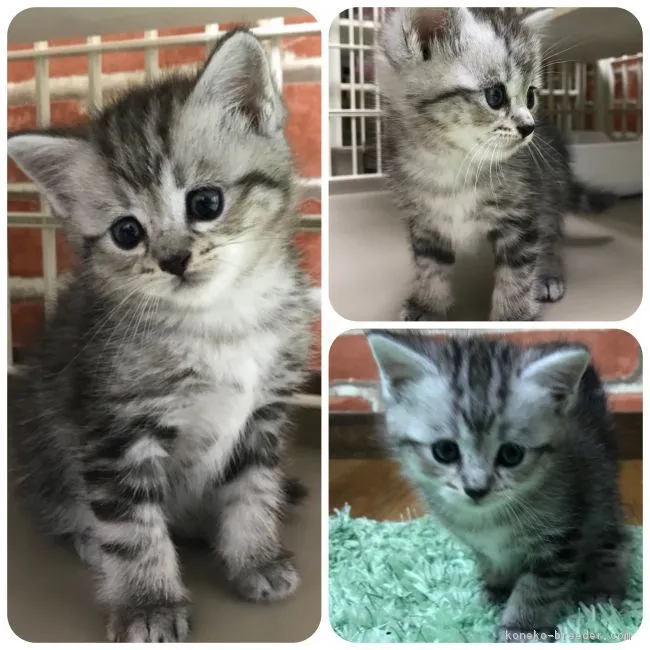 ID:1711-00569の子猫