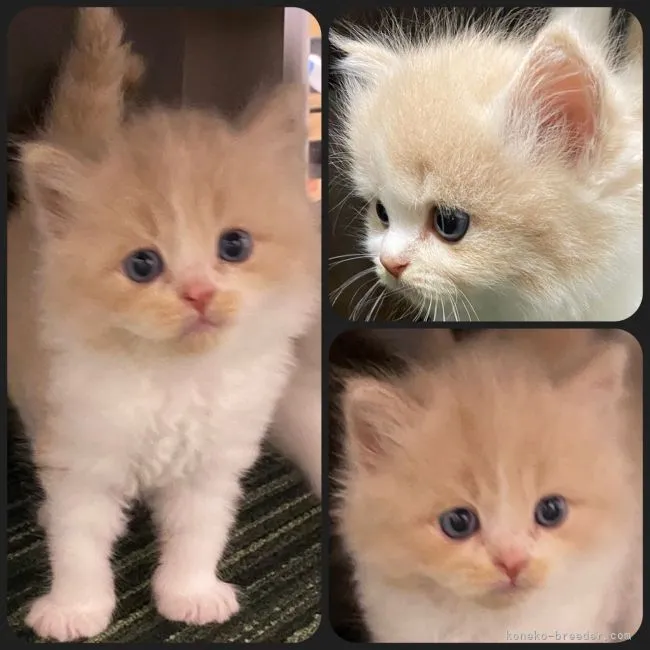 ID：2107-02653の子猫